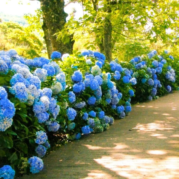 Гортензия крупнолистная Nikko Blue